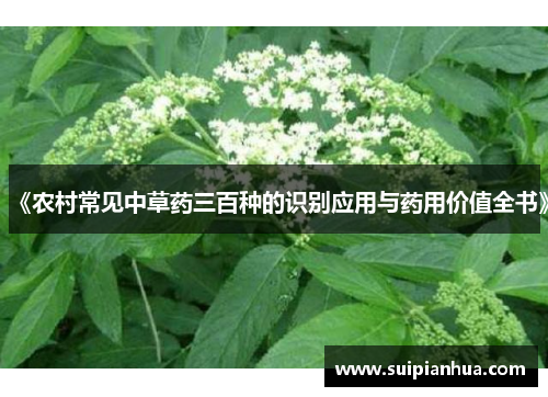 《农村常见中草药三百种的识别应用与药用价值全书》