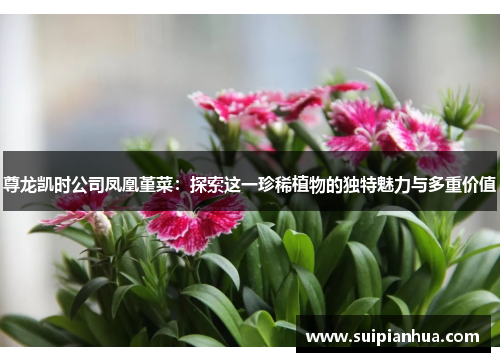 尊龙凯时公司凤凰堇菜：探索这一珍稀植物的独特魅力与多重价值